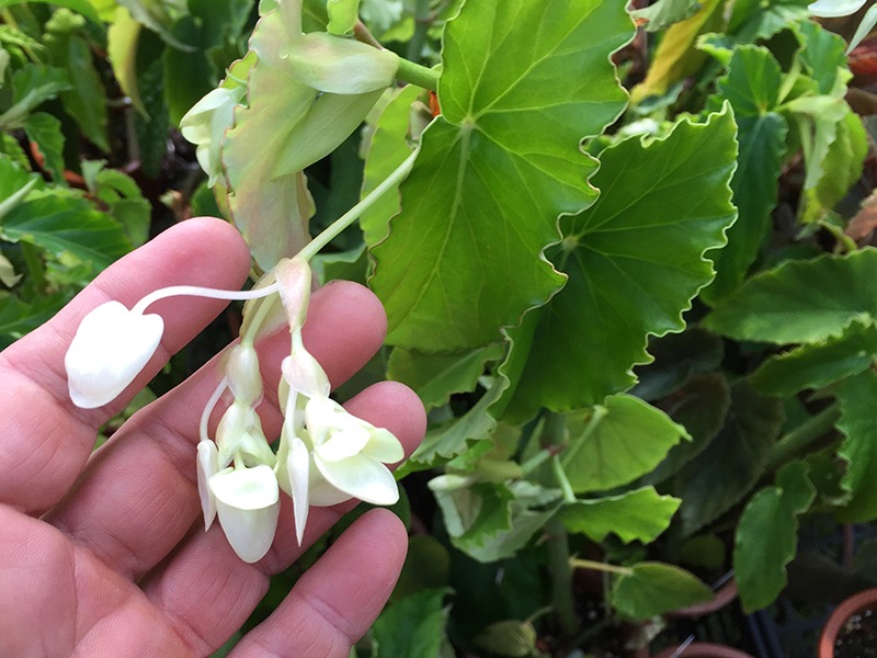 B. ‘Hakurei’